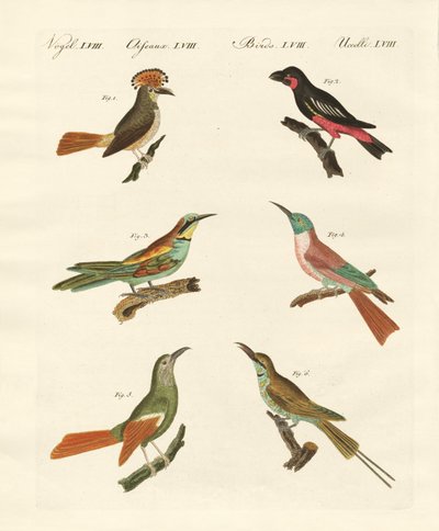 Aves extrañas de German School