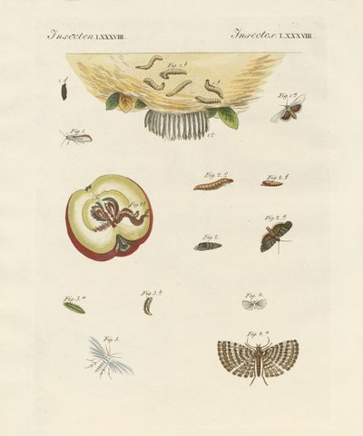 Mariposas extrañas de German School
