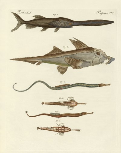 Peces cartilaginosos extraños de German School