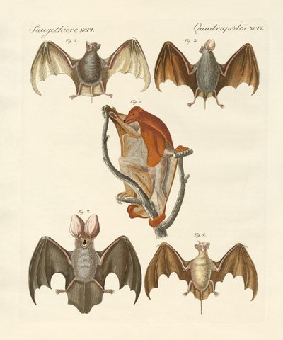 Quirópteros extraños de German School
