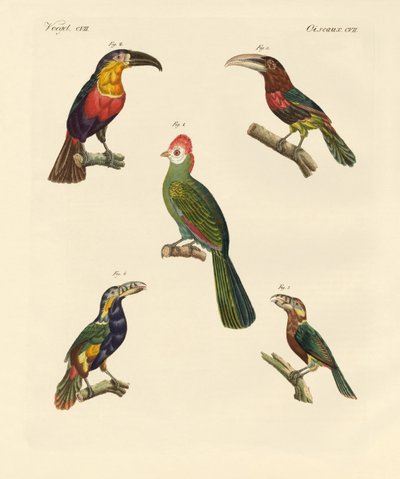 Aves trepadoras extrañas de German School