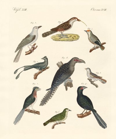 Aves trepadoras extrañas de German School