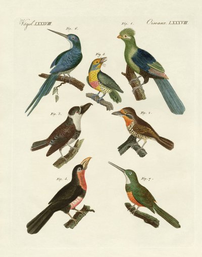 Aves trepadoras extrañas de German School
