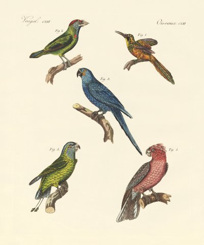 Aves trepadoras extrañas de German School