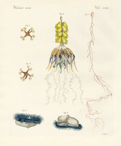 Medusas peine extrañas de German School
