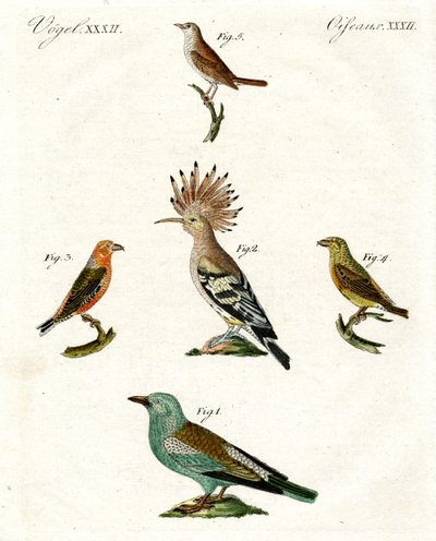 Aves domésticas extrañas de German School