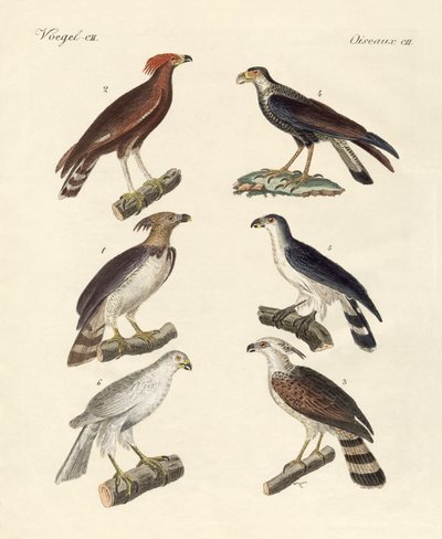 Águilas extrañas de German School