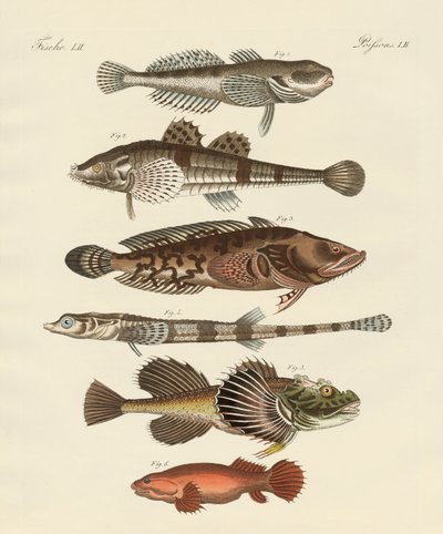 Peces extraños de German School