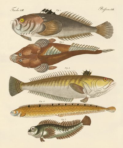Peces extraños de German School