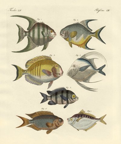 Peces extraños de German School