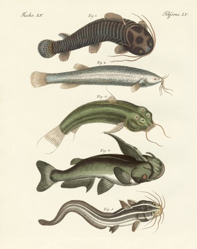 Peces extraños de German School