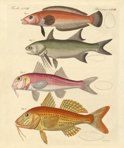 Peces extraños de German School