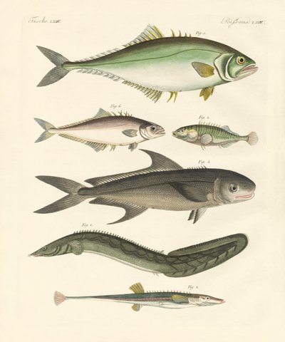 Peces extraños de German School