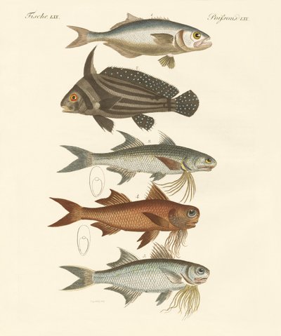 Peces extraños de German School
