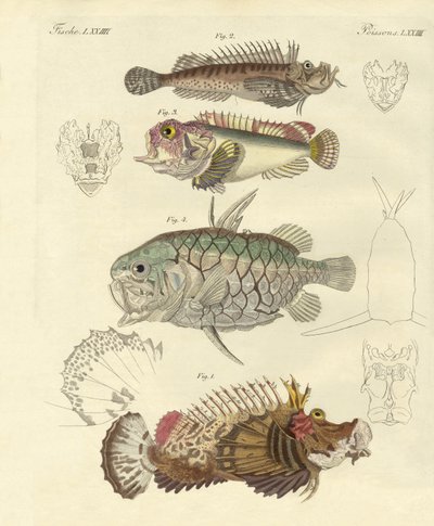 Peces extraños de German School