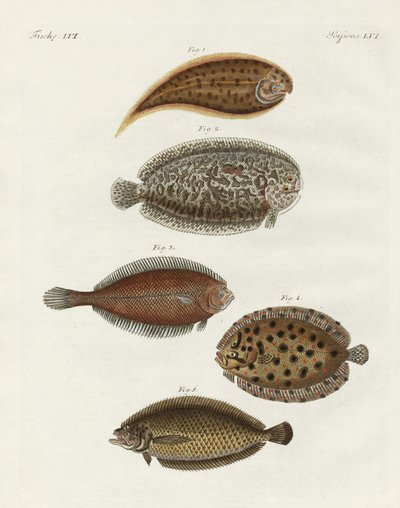 Peces extraños de German School
