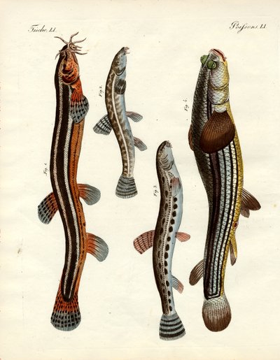 Peces extraños de German School
