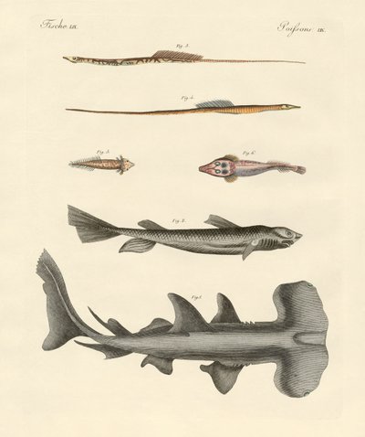 Peces extraños de German School