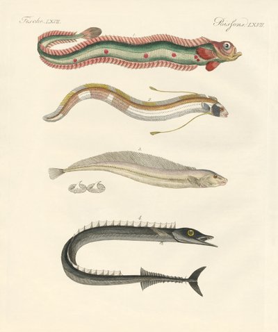 Peces extraños de German School