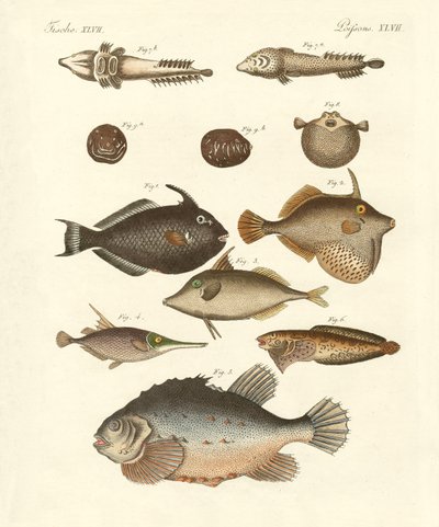 Peces extraños de German School