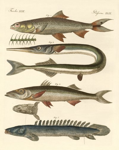 Peces extraños de German School