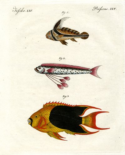 Peces extraños de German School