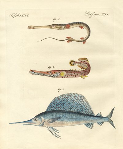 Peces extraños de German School