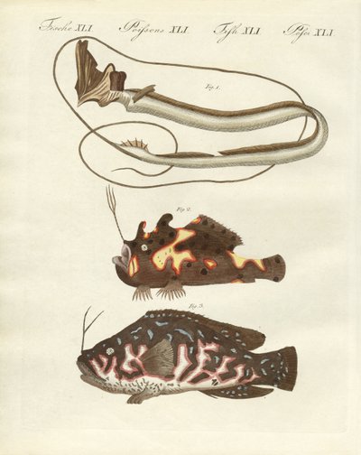 Peces extraños de German School