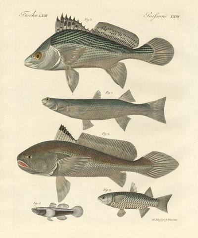 Peces extraños del Ganges de German School
