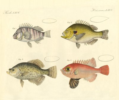 Peces extraños de la familia del mero de German School