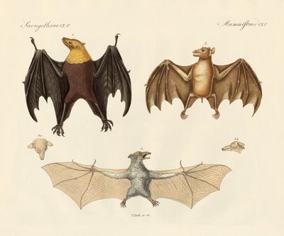 Animales de aletas extraños de German School