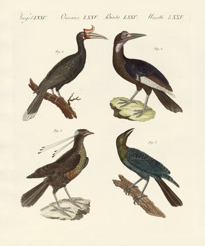 Aves extranjeras extrañas de German School