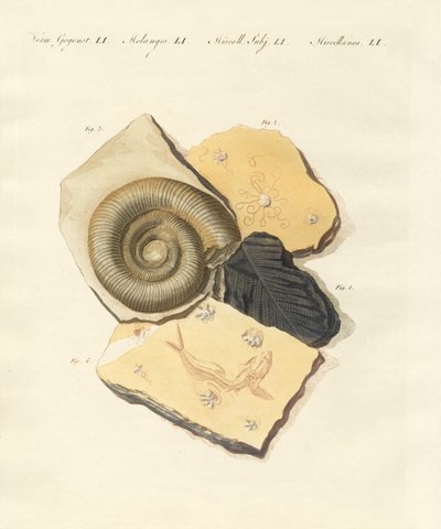 Fosilizaciones extrañas de German School
