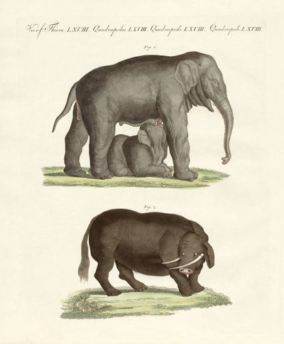 Animales extraños de cuatro patas de German School