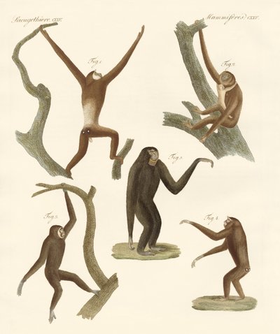 Gibones extraños de German School