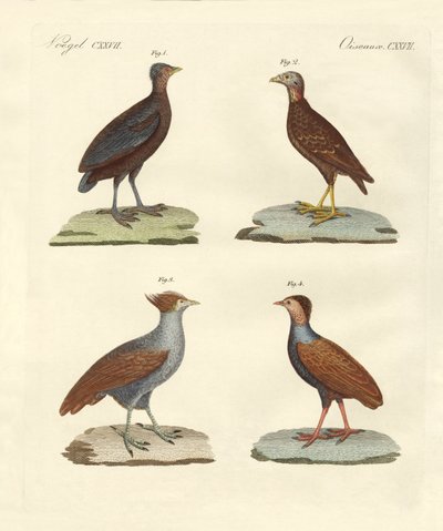 Aves extrañas parecidas a gallinas de German School