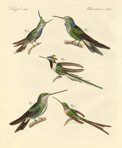 Colibríes extraños de German School