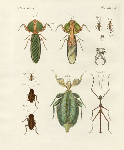 Insectos extraños de German School