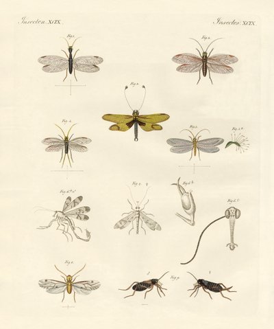 Insectos extraños de German School