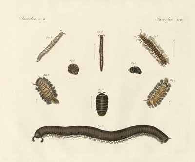 Insectos extraños de German School