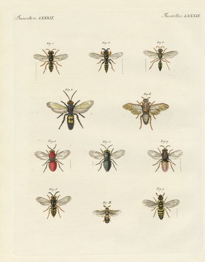 Insectos extraños de German School