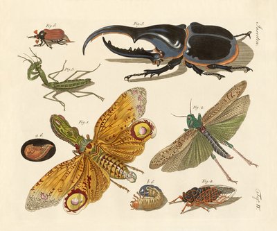 Insectos extraños de German School