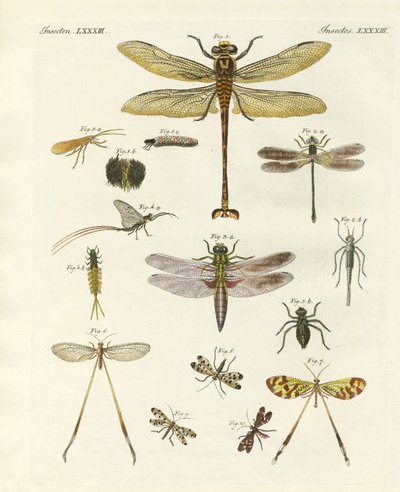Insectos extraños de German School