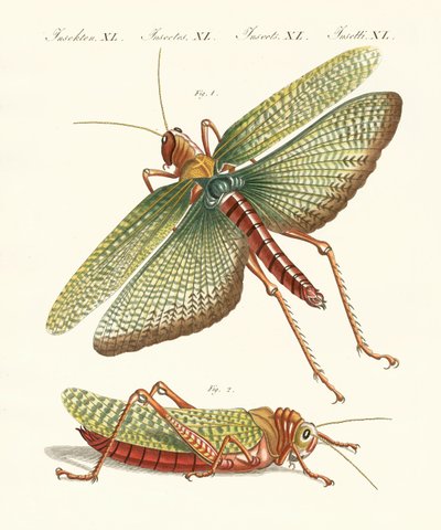 Insectos extraños de German School