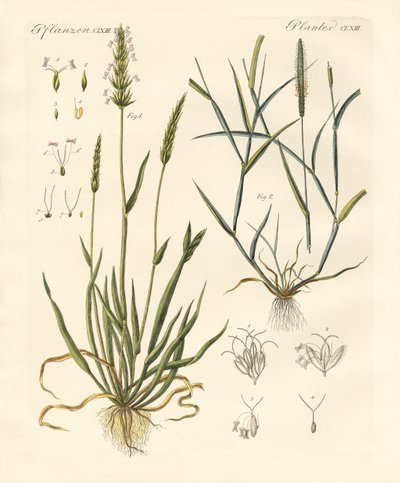 Tipos extraños de hierbas de German School