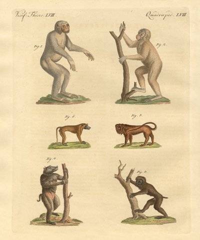 Tipos extraños de monos de German School