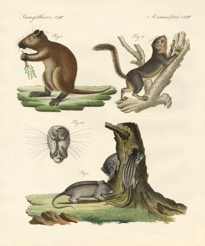 Mamíferos extraños de German School