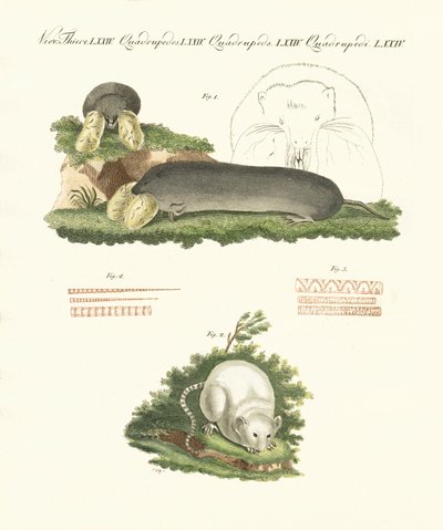 Mamíferos extraños de German School