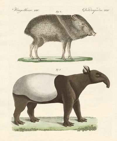 Mamíferos extraños de German School