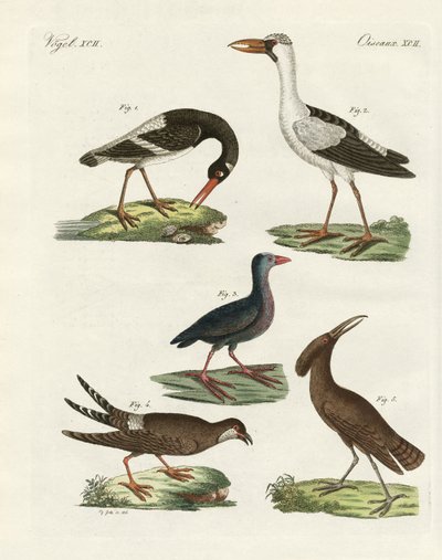 Aves de pantano extrañas de German School